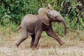 Aww baby elephant allegro.